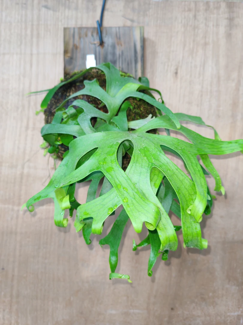 考拉 鹿角蕨室内 观叶盆栽耐热多年生高级桌面绿植