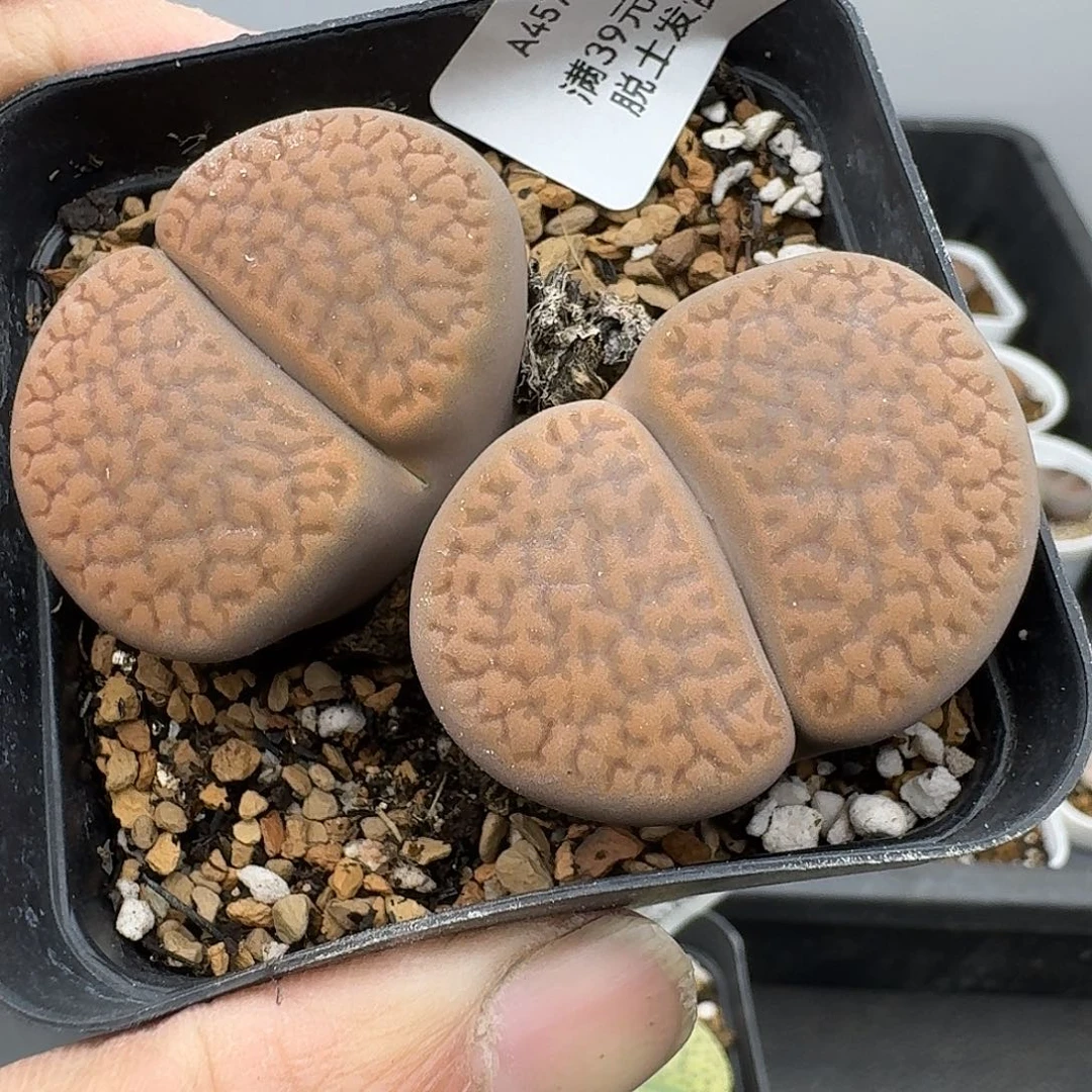 457多肉哈哈哈哈哈哈哈
