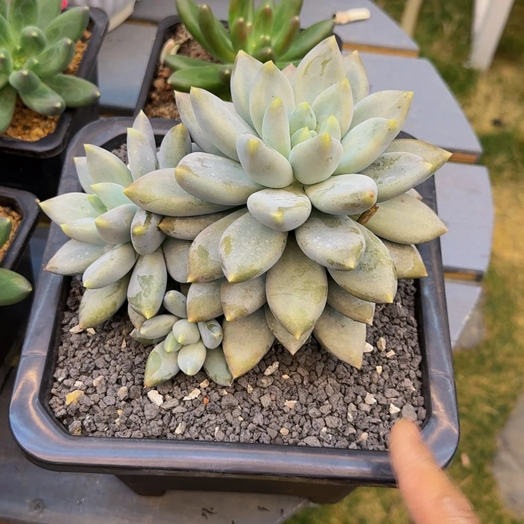 哥特萝莉一颗竞拍