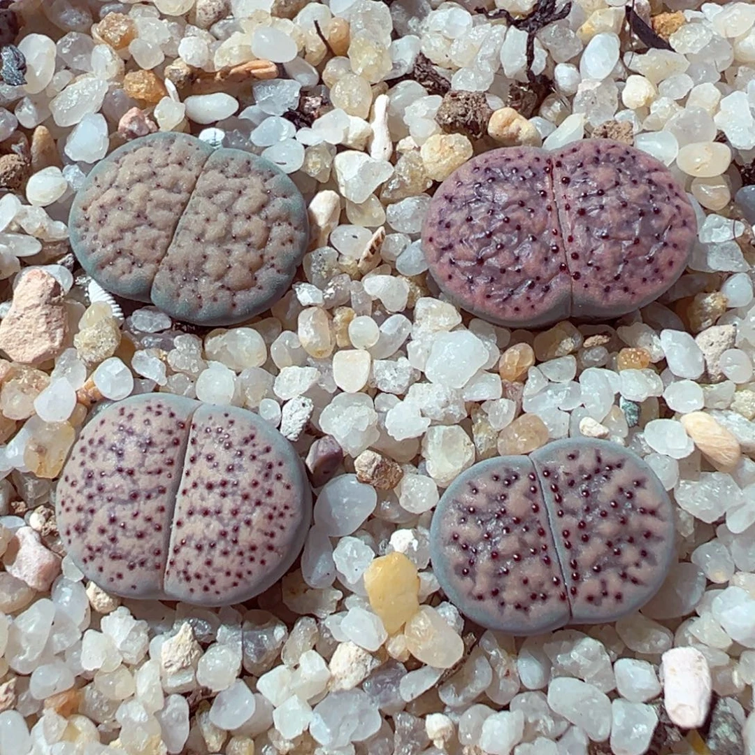 1026-249多肉多肉血点朝贡