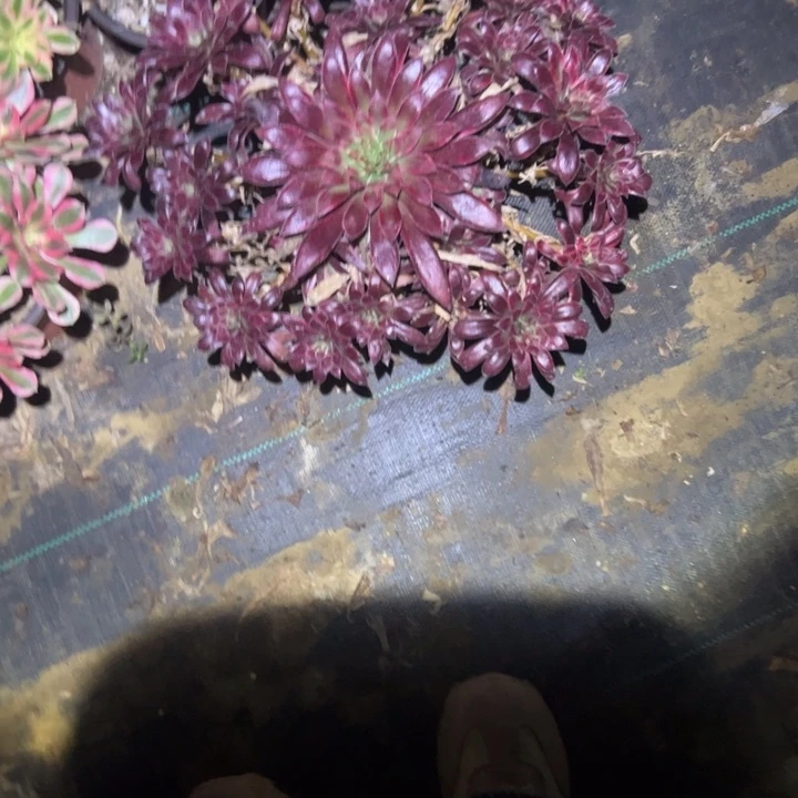 不包侧枝一物一拍29