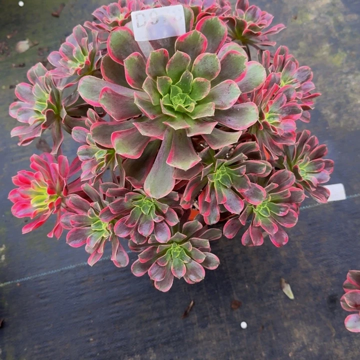 00000000000978玫瑰花脸