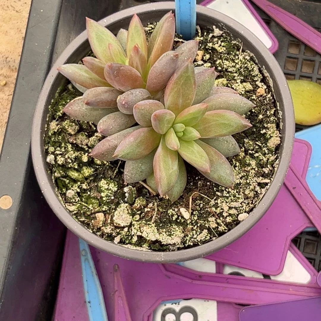 多肉植物胶糖体虞美人091