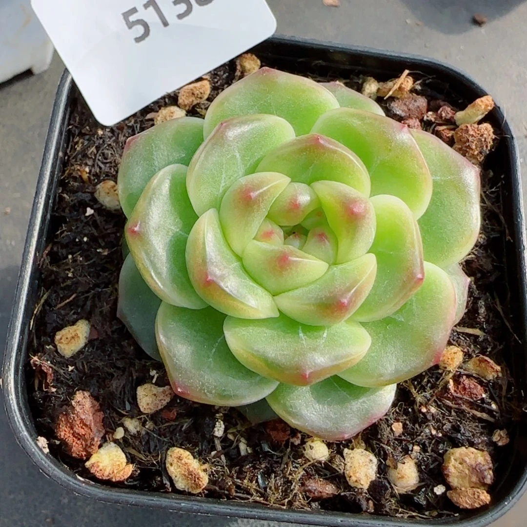 财富密码X7，5138多肉植物