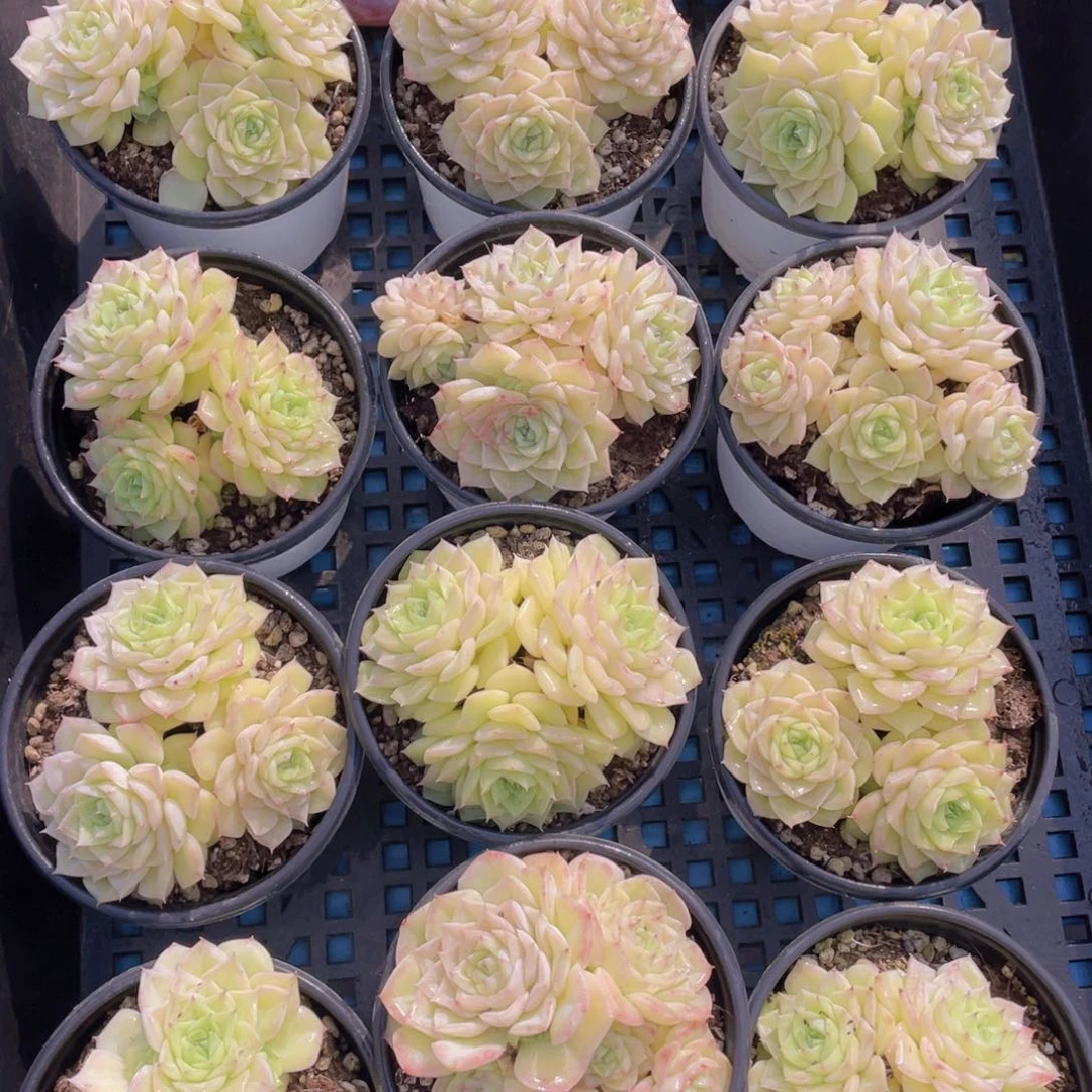 量拍5号珍妮果冻白天鹅麦秆群一个
