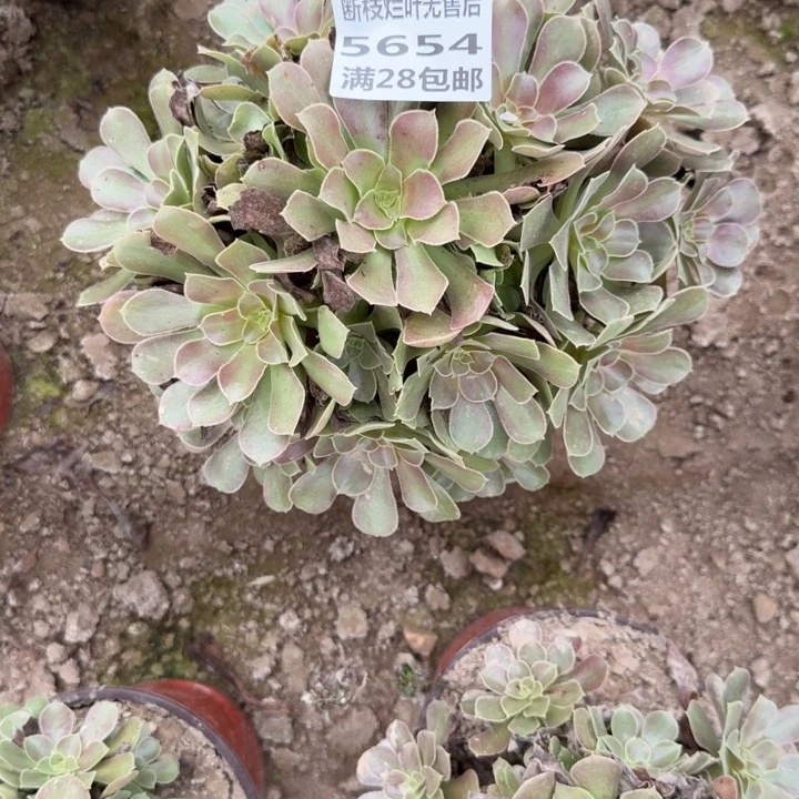 5654二号棚流星雨D