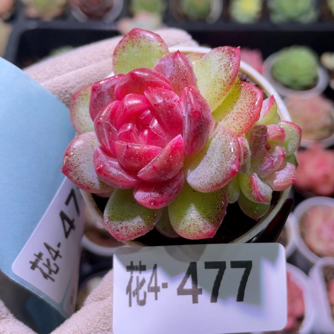 花利美4-477绯瞳带仔