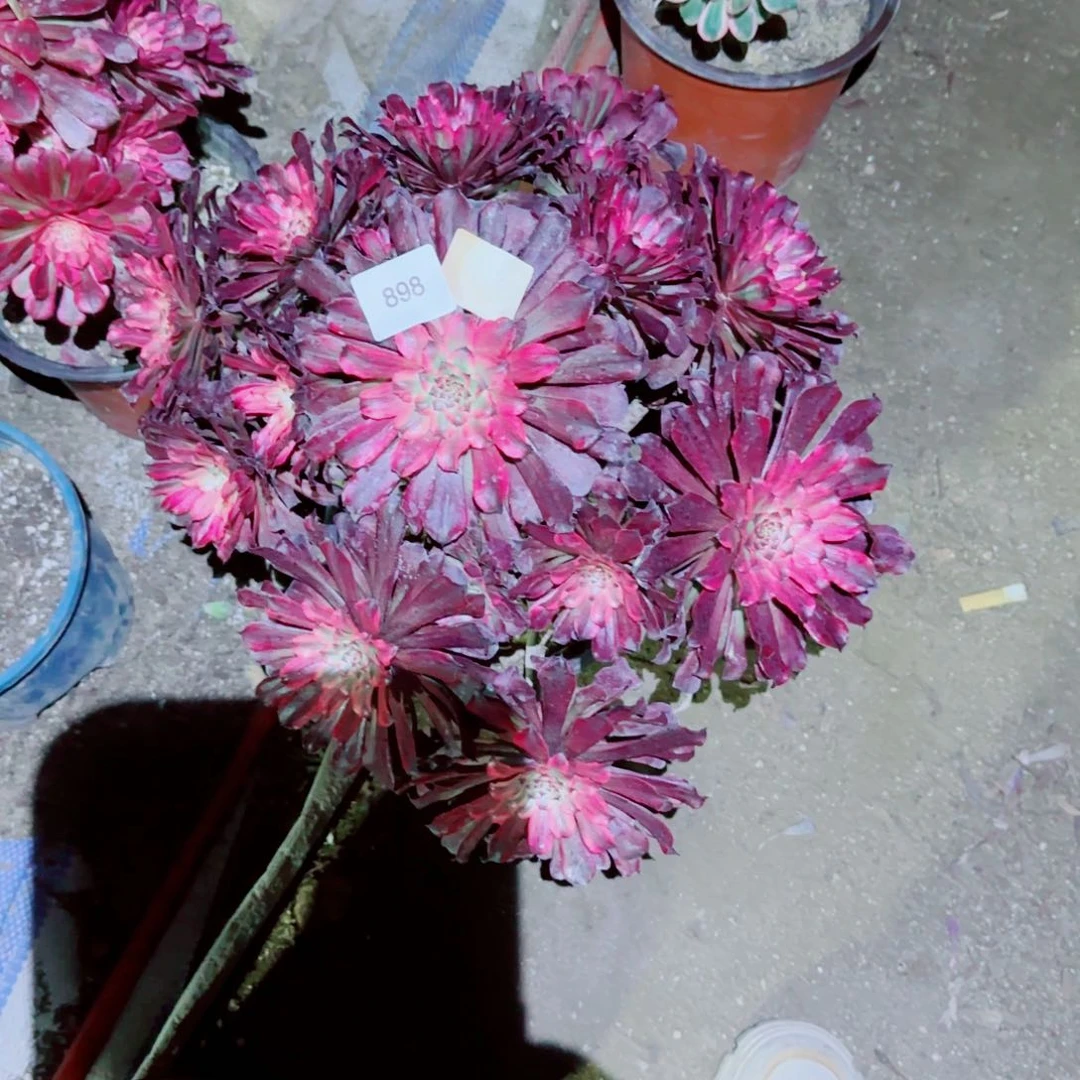 雪姬法师多肉898