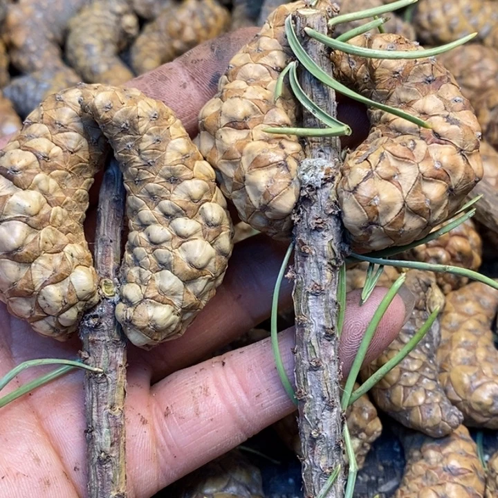 吊坠文玩核桃娜姐205