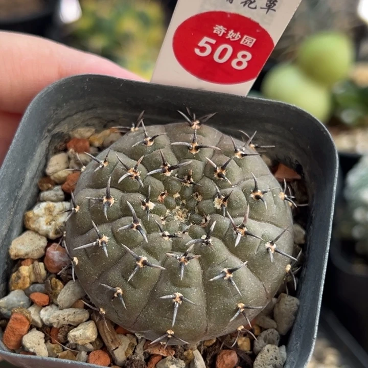 实生黑刺凤头4.4cm一棵仙人球