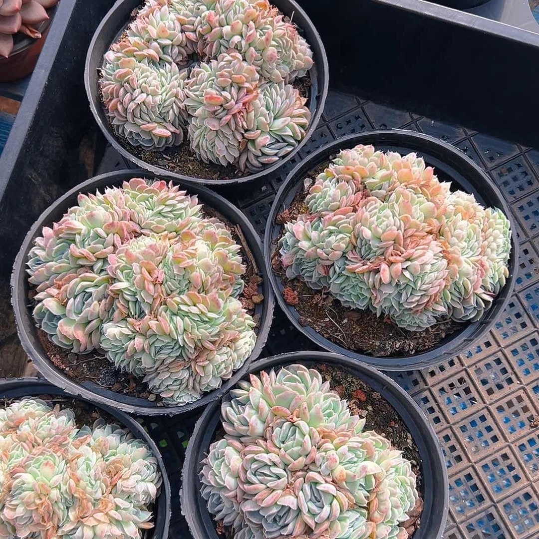 香妃月影缀，满18包邮