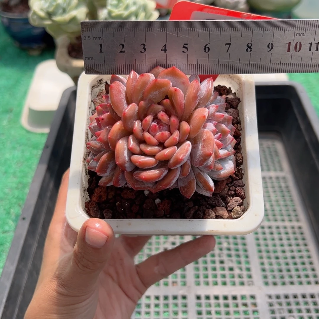 表妹精品多肉植物647.