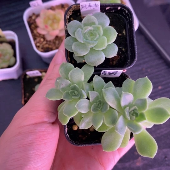 芬****h青璃和月桂专拍寄养