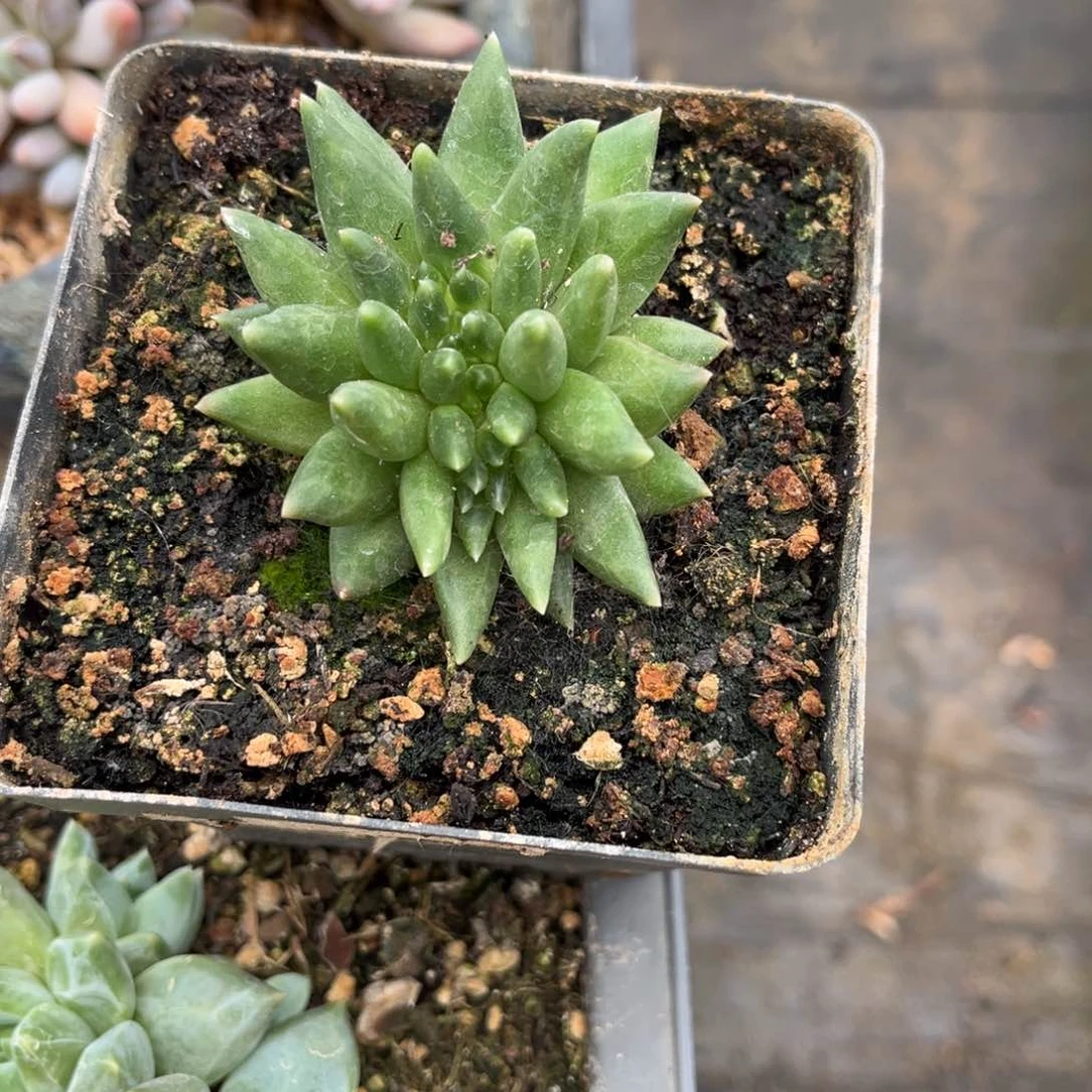 多肉植物多肉植物