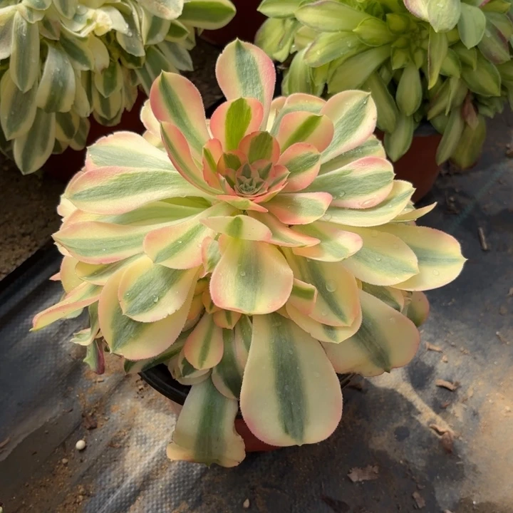 香妃多肉法师量拍