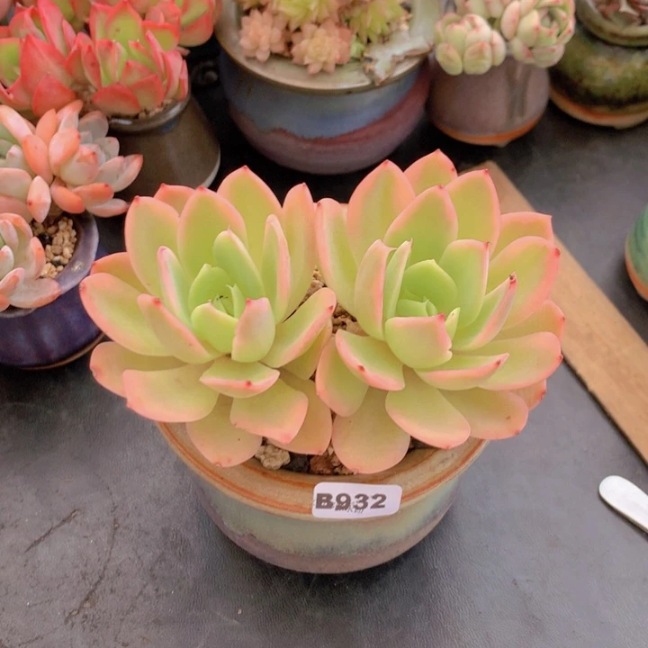 一物一拍含盆土满38包邮B932