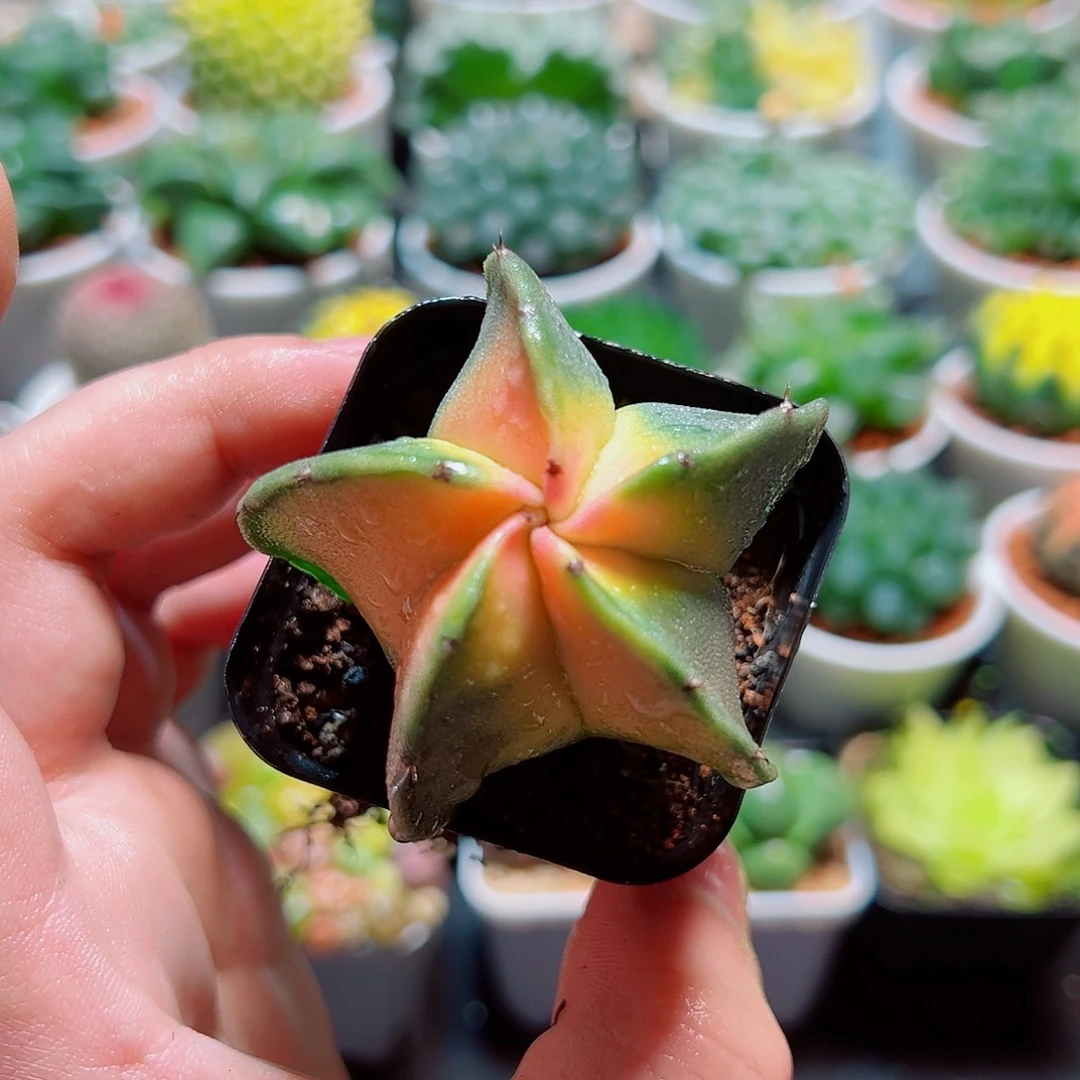 粉心鸾凤玉多肉多肉