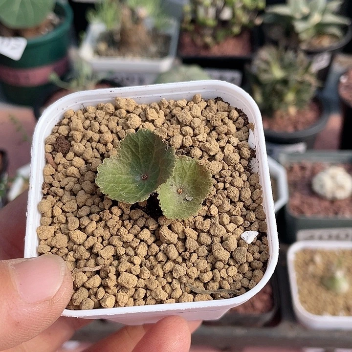 193小雨伞块根植物