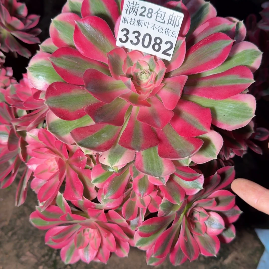 33082女巫不包断枝