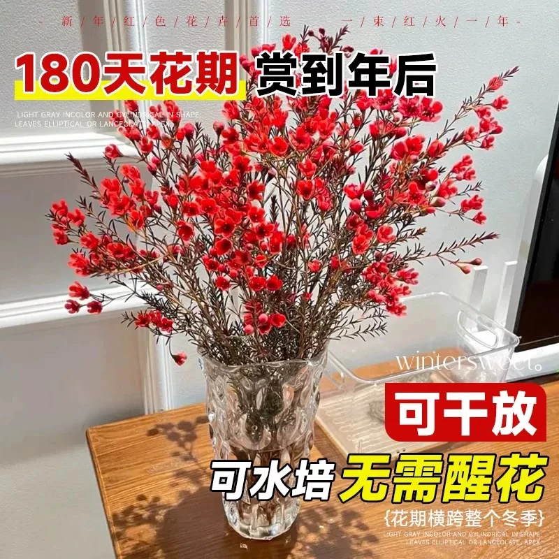 云南基地直发澳洲腊梅过年客厅鲜切花室内水养吸色花卉网红植物