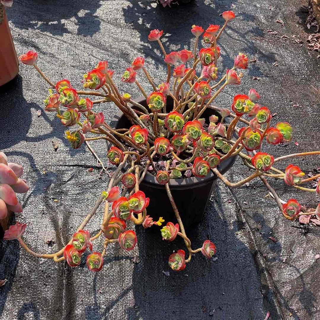 兰*薄化妆多肉植物