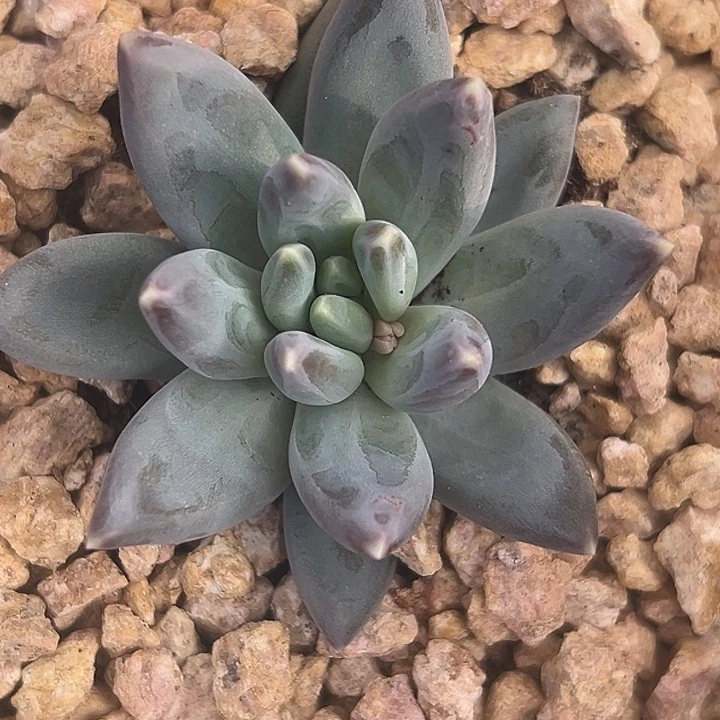 美人特价多肉一物一拍