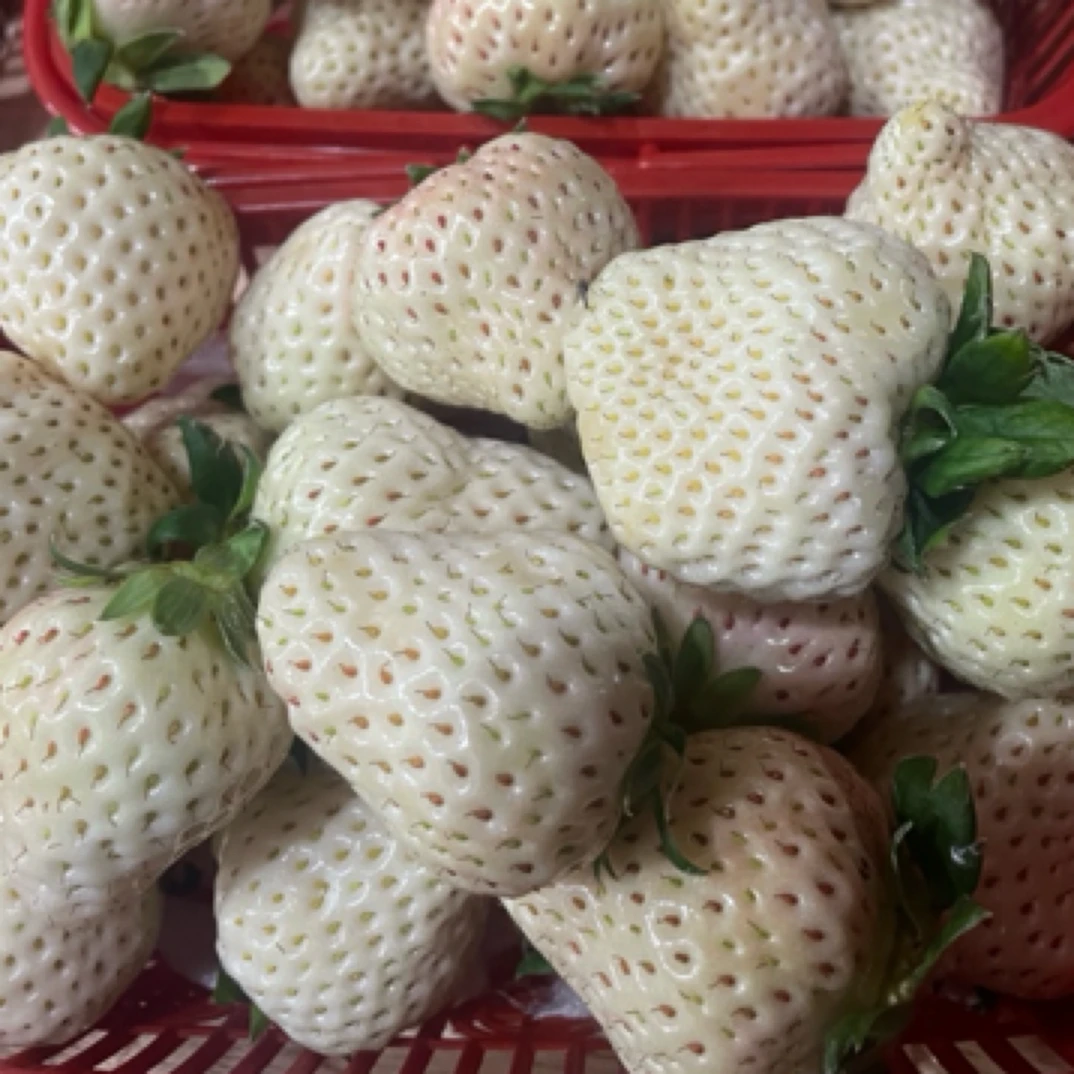 丹东淡雪草莓一篮1斤