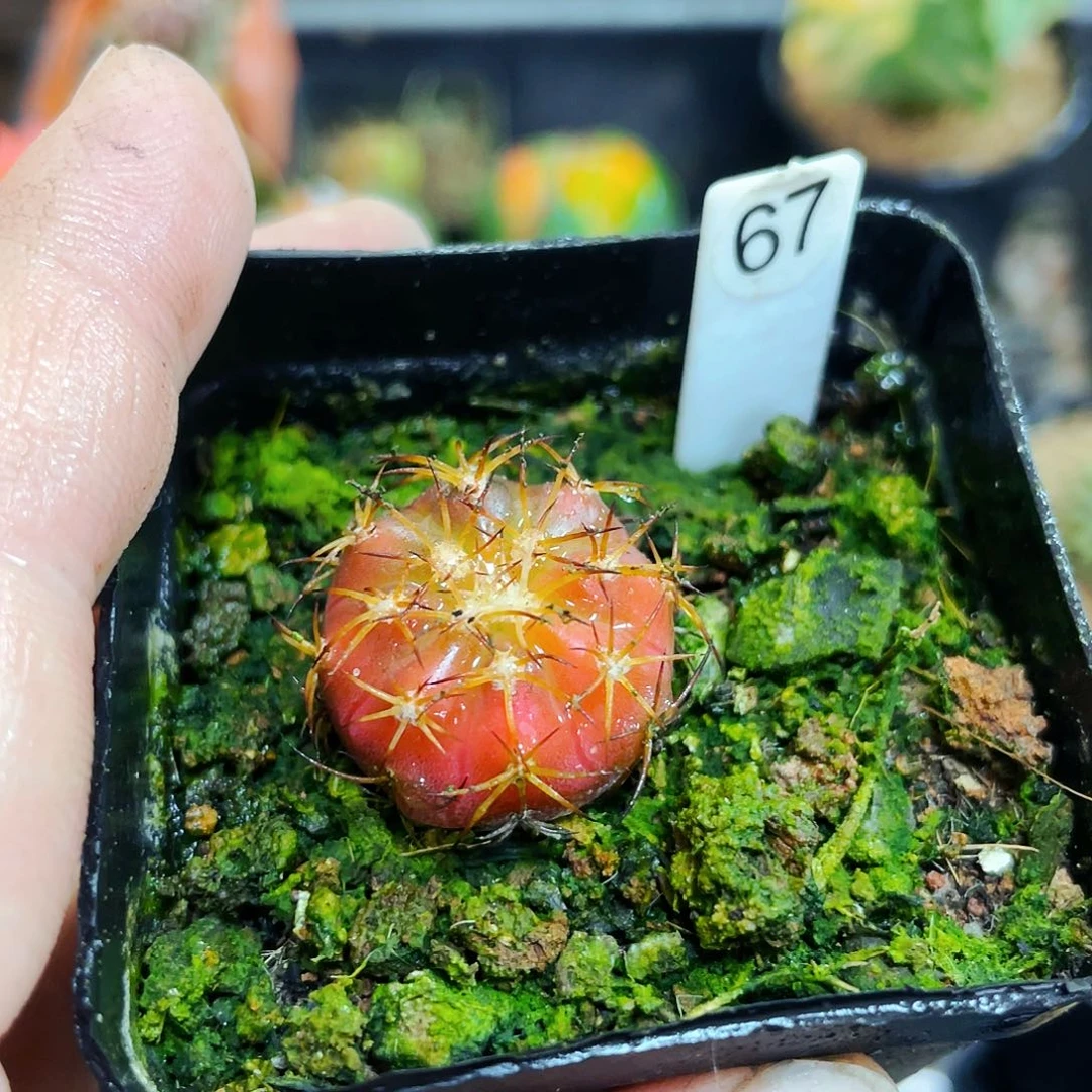 大*儿非偏远地区满25包邮仙人球