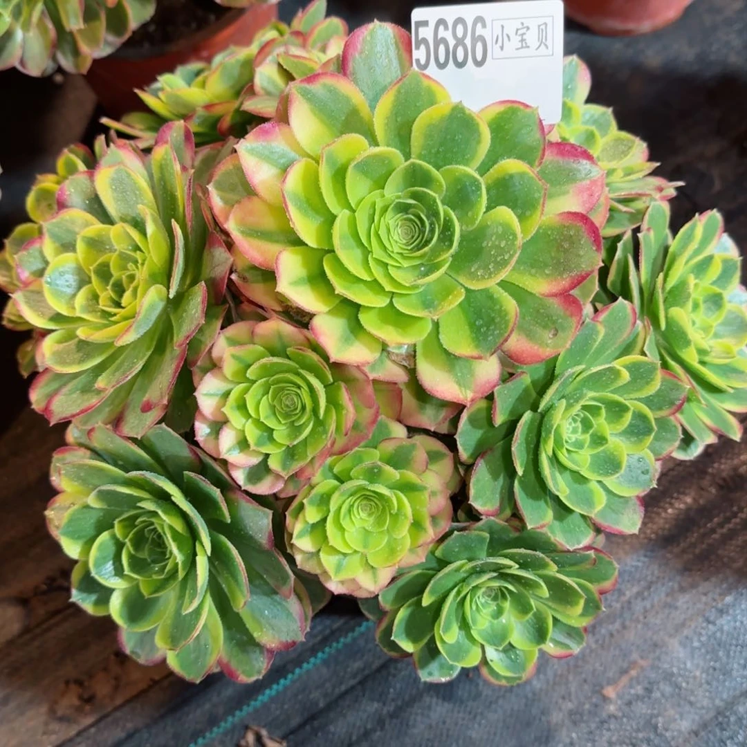 木**5686多肉万奶白多肉多肉