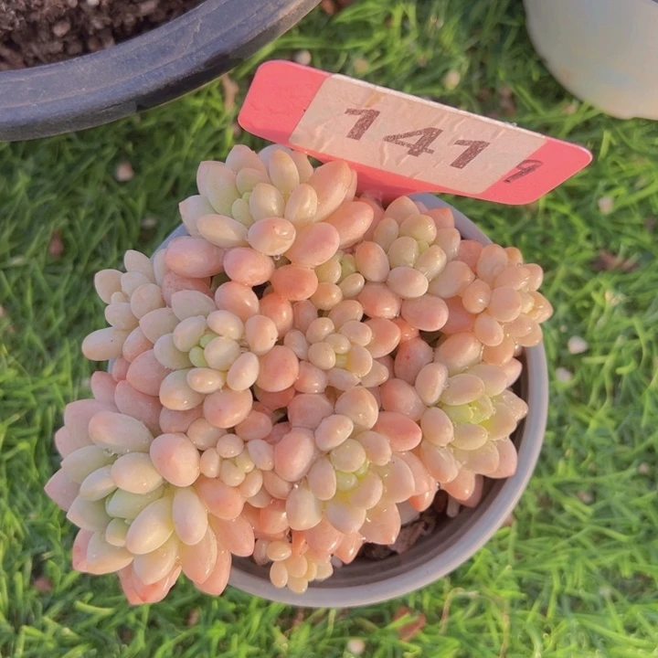 健健康康平平安安