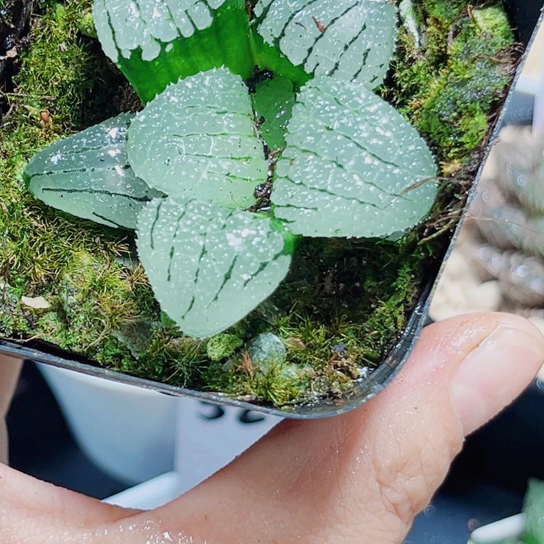 天空之镜多肉植物66666