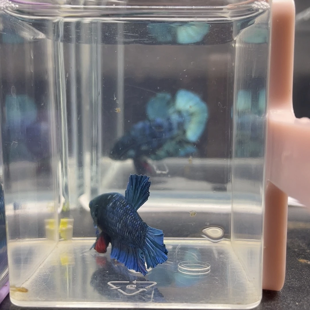 斗鱼可博泰斗092711