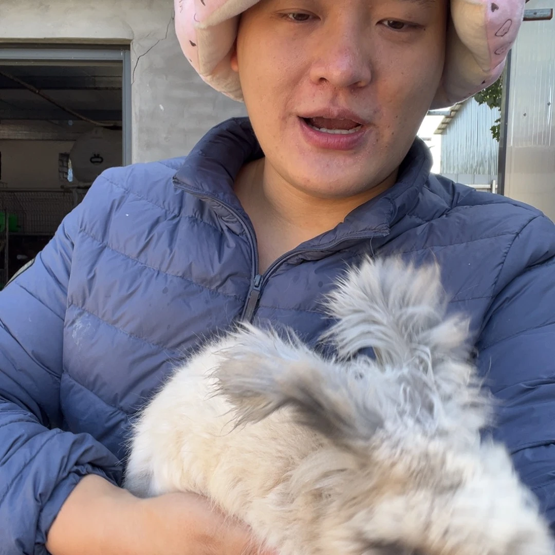 @****双血统英系安哥拉兔子