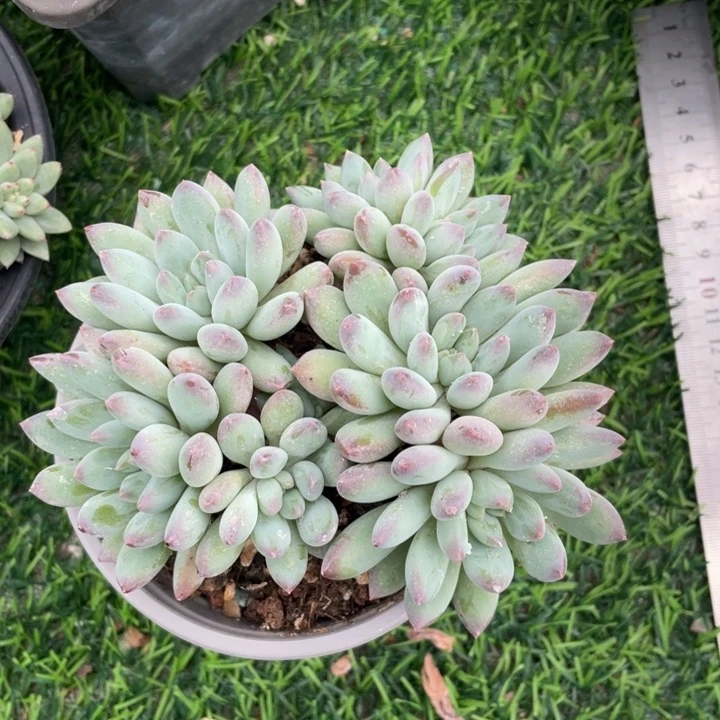 冰激淋冠幅13 公分一物一拍