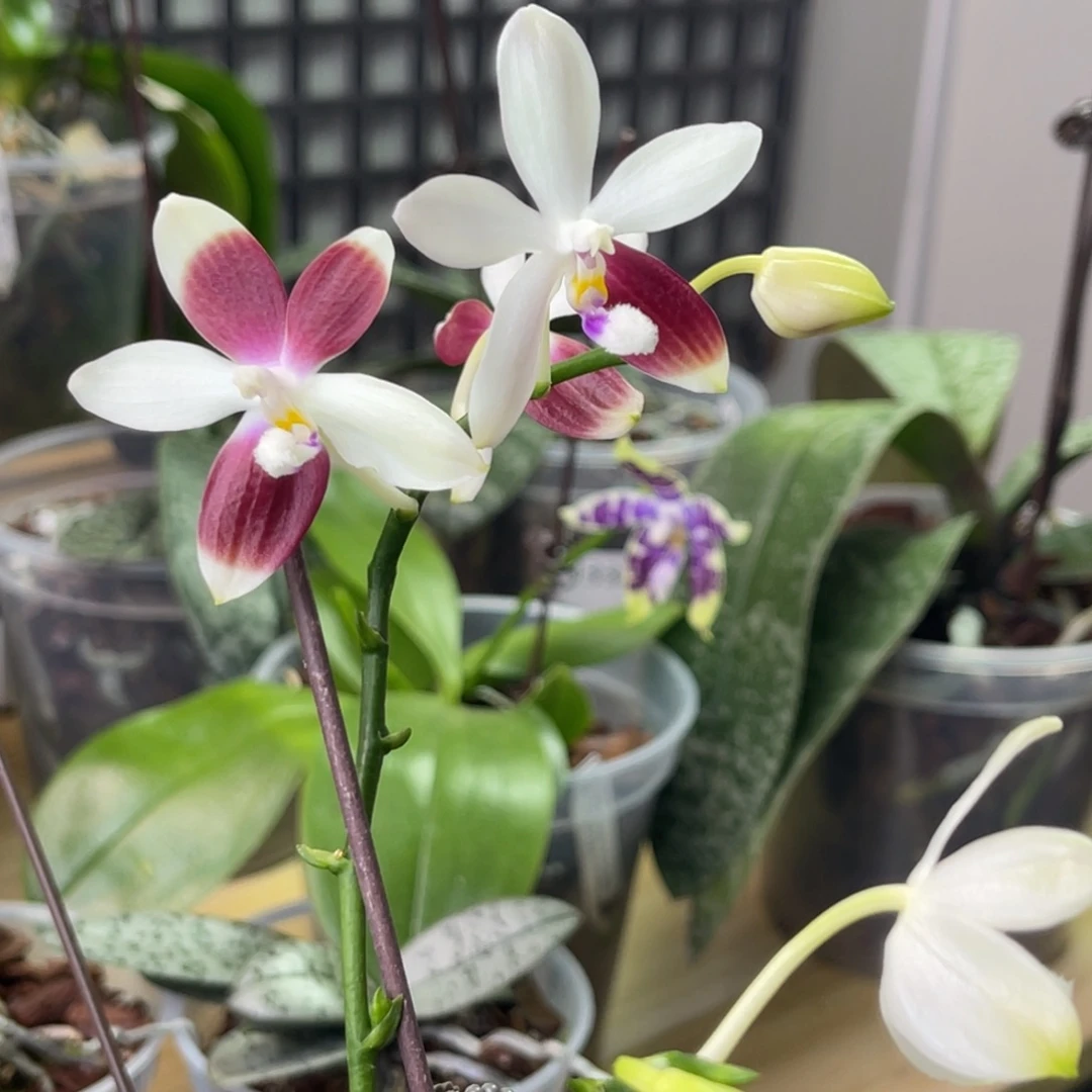 完全开放盾花C2-1821