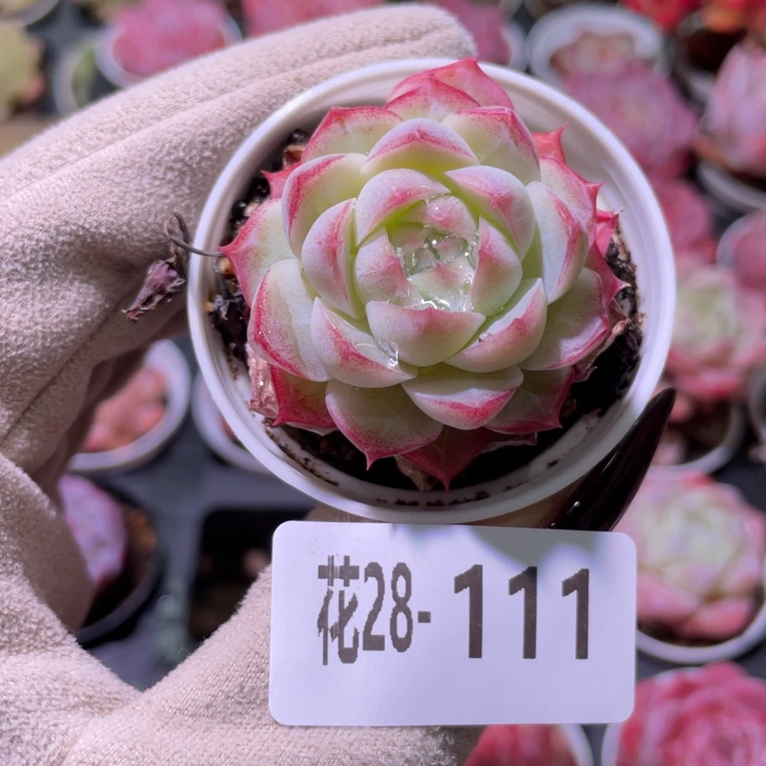 花利美28-111女王玫瑰