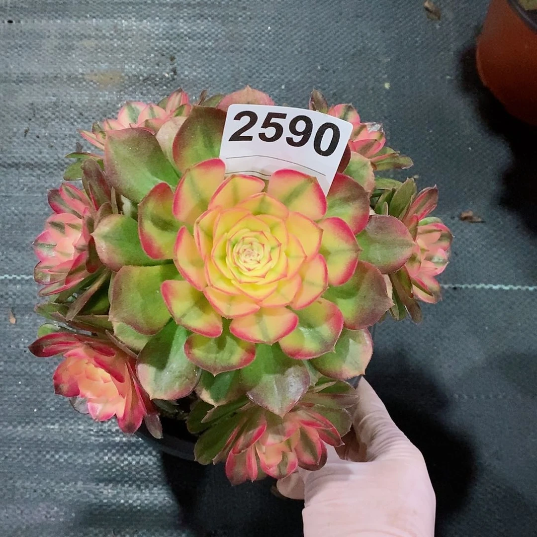 红陶往**风2590荔枝3冠16