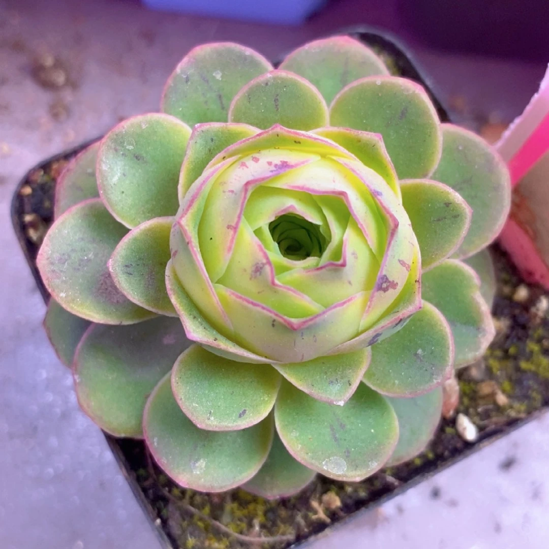 天使之翼一物一拍0017山地玫瑰