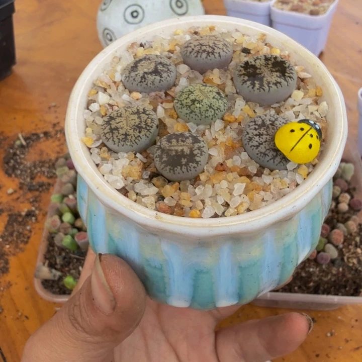 早**藻多肉葡萄多水果38