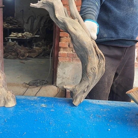 松***园香榧木崖柏崖柏崖柏崖柏崖柏