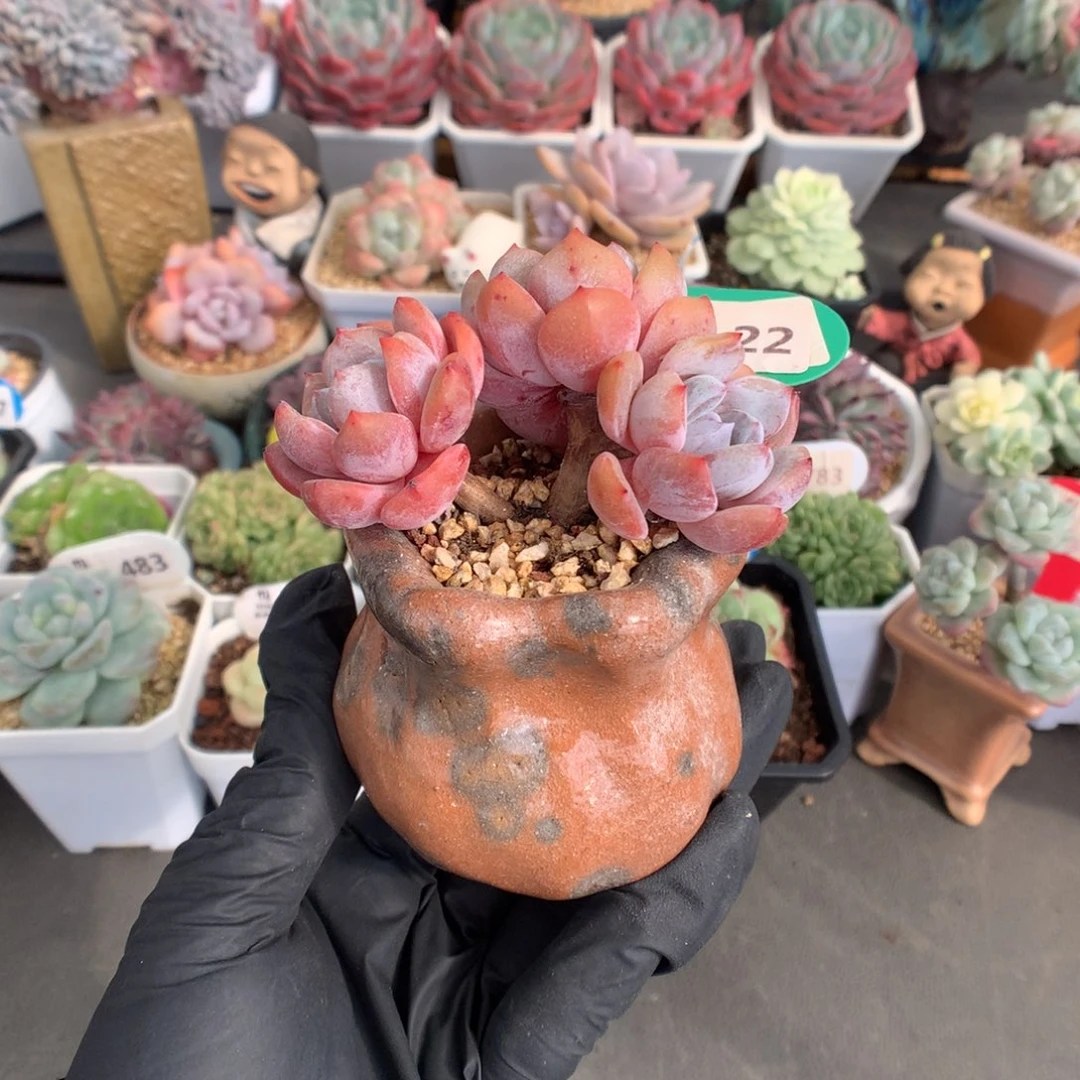 22 橙子小树送盆多肉