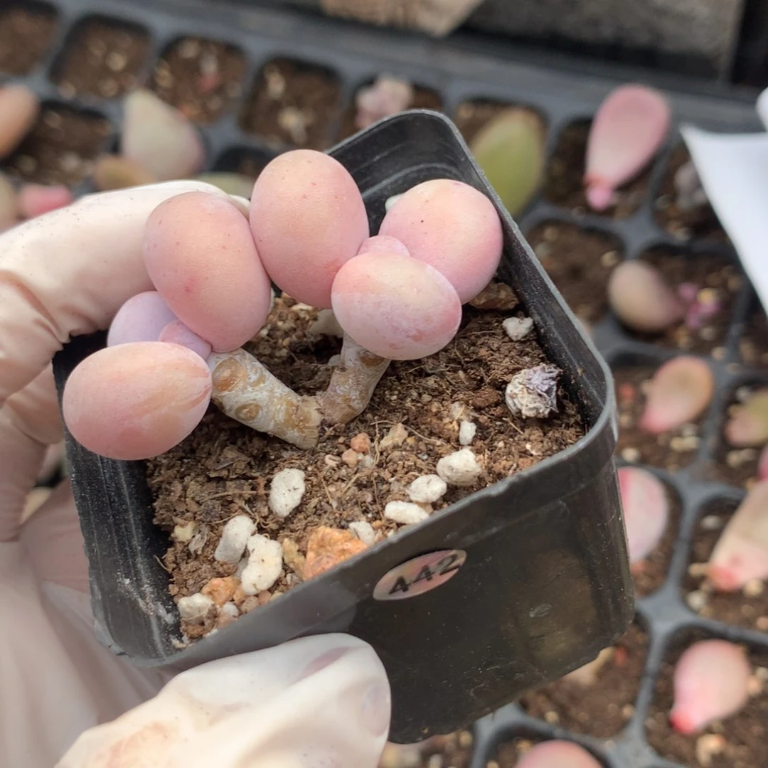 442 水光针奶酪多肉