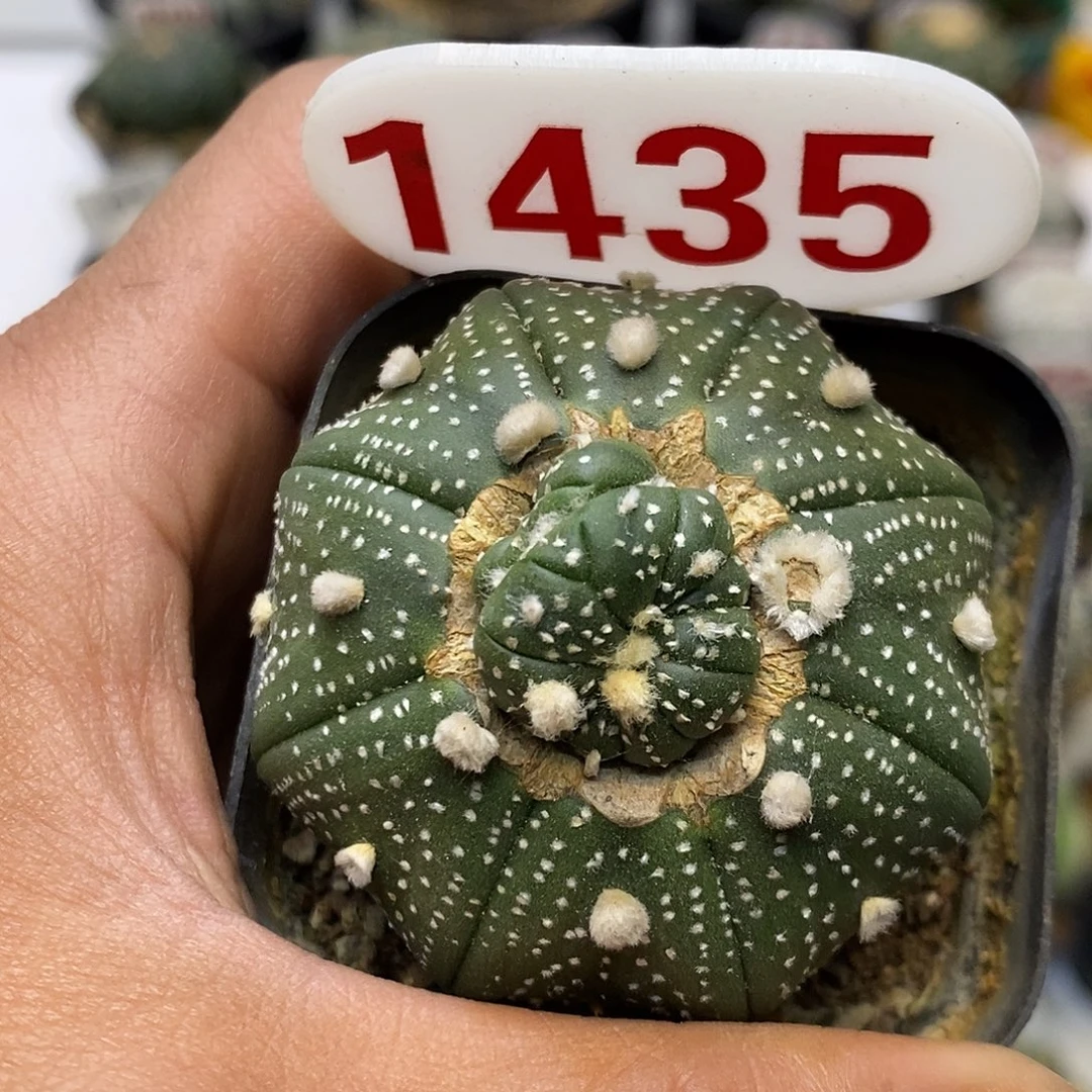 1435福利特价来了特价啦