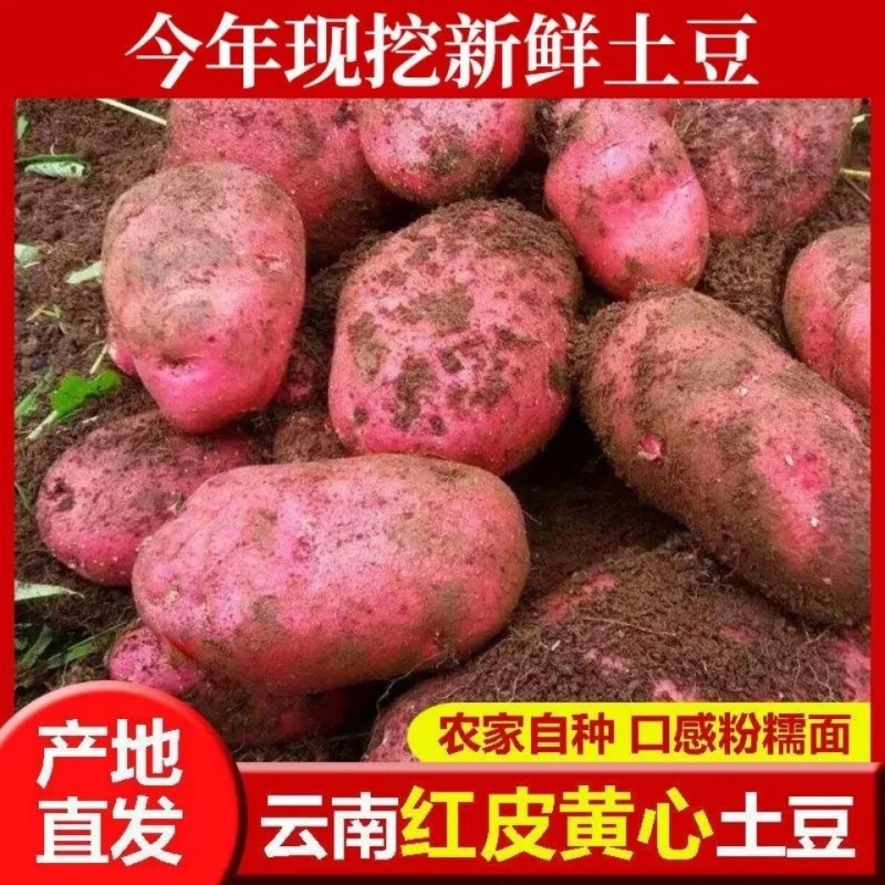 2025新鲜土豆云南红皮黄心现挖现发自种软糯精品新鲜蔬菜