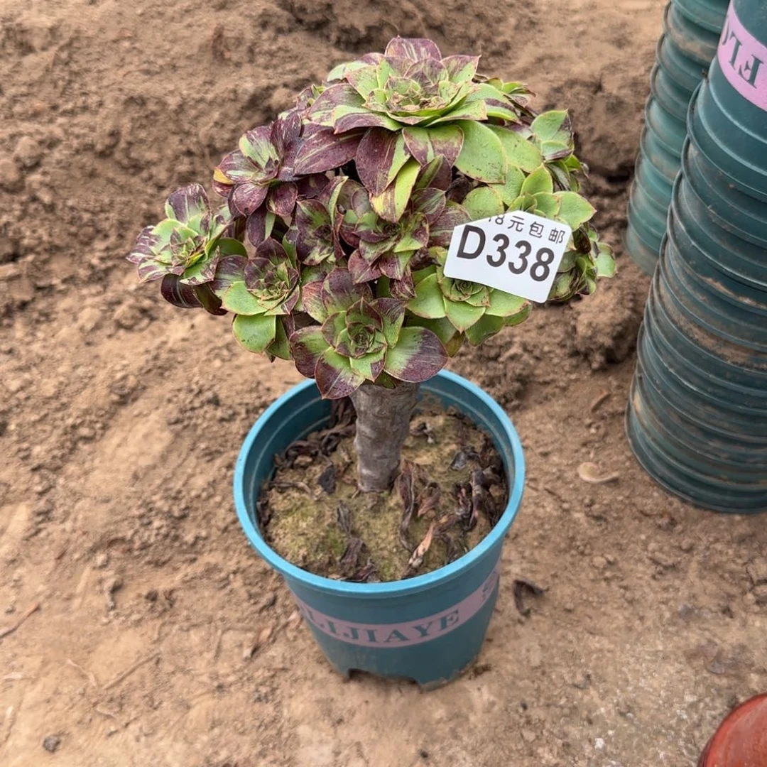 338 号一物一拍多肉1号棚红水墨丹青