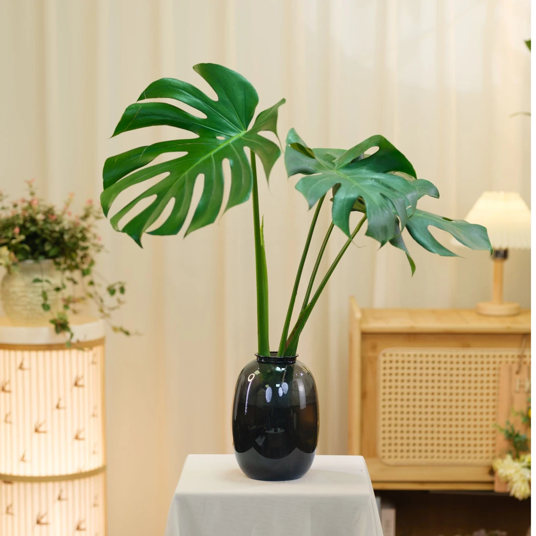 开背龟背竹水培室内客厅绿植盆栽四季好养办公室桌面水养植物花卉