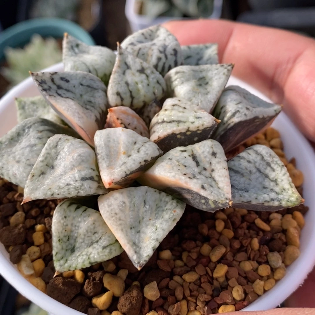 一颗潘多拉魔盒锦。
