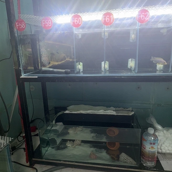 海水鱼三湖慈鲷拳皇席尔瓦