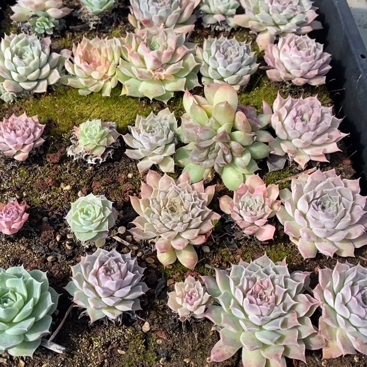 80 多肉植物盆栽花卉