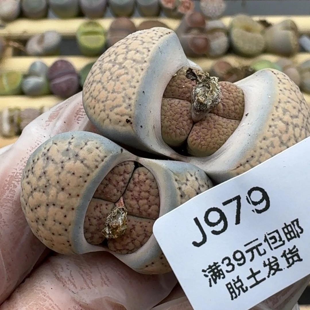 979哈哈哈哈哈哈哈哈哈哈